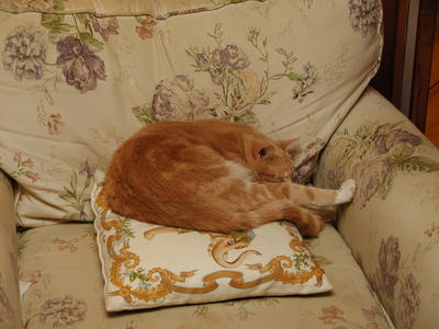 The prince sleeps on his throne