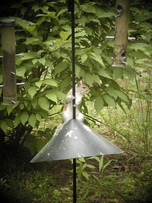 I don't think the squirrel baffel baffels him