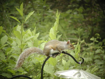 Squirrel perch
