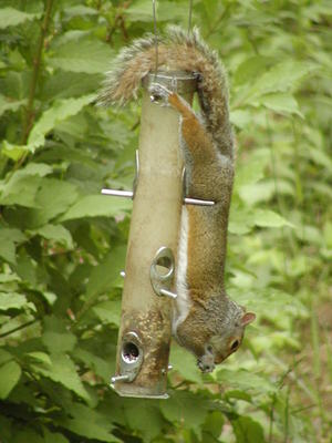 Mmmm, sunflower seeds