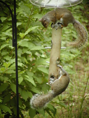 Two squirrels