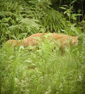 America on the prowl