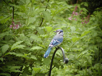 Blue Jay #4