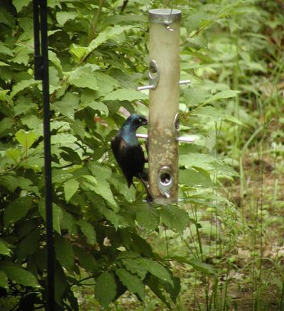 Bird at feeder #2