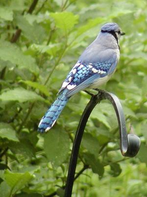 Blue Jay #5