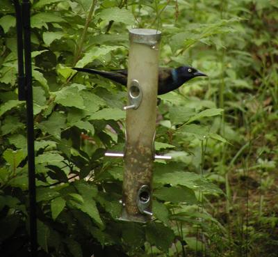 Bird at feeder #3