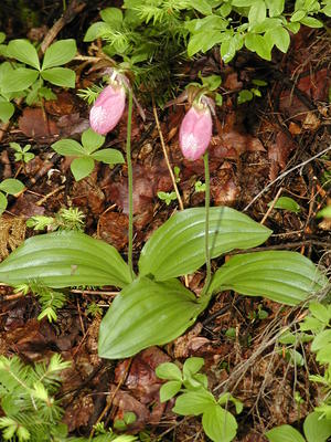 Ladyslipper in Maine