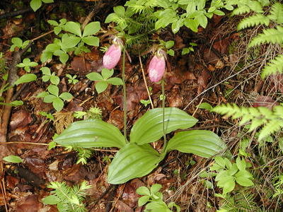 Ladyslipper in Maine #2