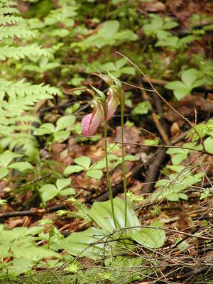 Ladyslipper in Maine #3