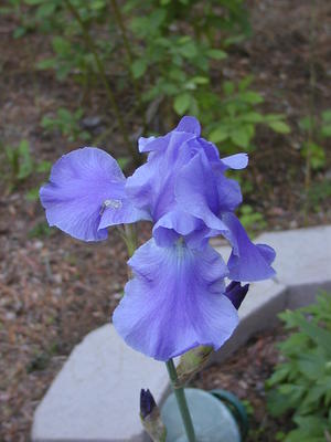 Iris #2