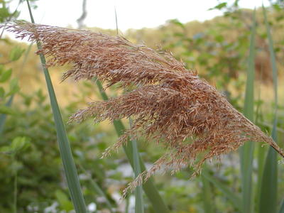 Cattail