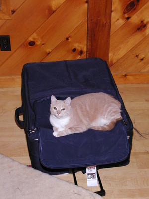 If I capture the suitcase, they can't leave