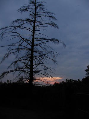 Tree at sunset