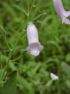 Foxglove