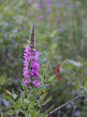 Loosestrife