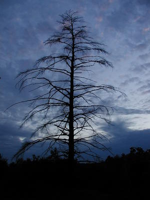 Cloudy tree