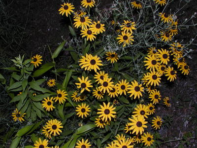 Black-eyed susans