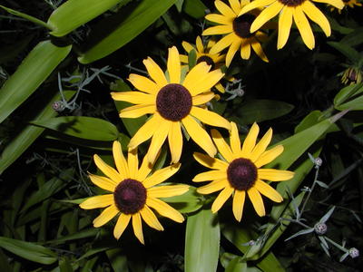 Black-eyed susans #2