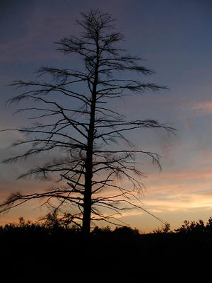 Sunset tree