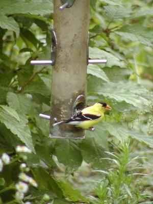 Finch at feeder #2