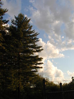 Tree and clouds