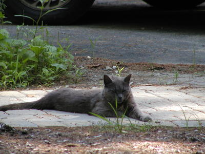 You look like a shady character