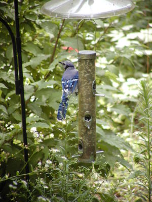 Blue Jay at feeder