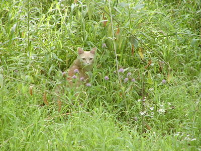 Aerosmith in the jungle