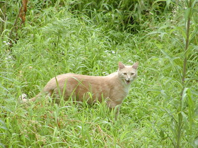 Aerosmith in the jungle #2