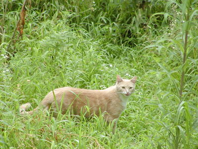 Aerosmith in the jungle #3