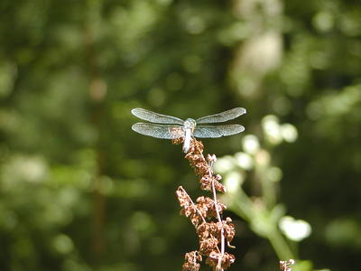 Dragonfly