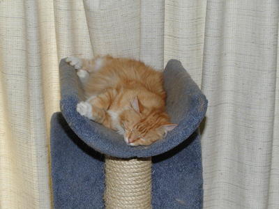 Let sleeping cats lie