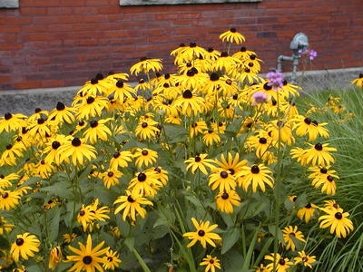 Black-eyed susans