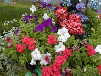 Patriotic flowers #2