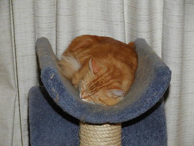 Let sleeping cats lie #3