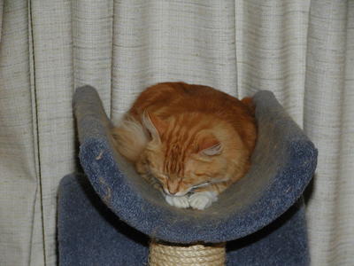 Let sleeping cats lie #4