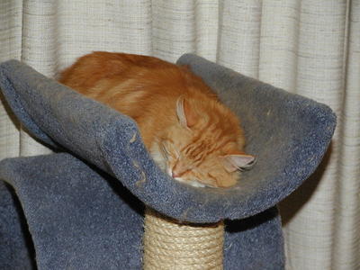 Let sleeping cats lie #5