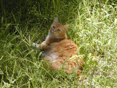 America in the tall grass