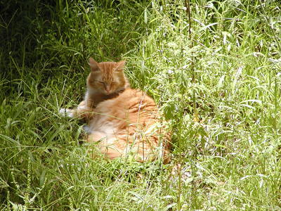 I think I'll nap for a bit