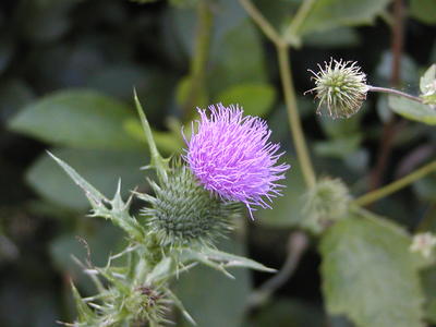 Purple flower (with macro mode)