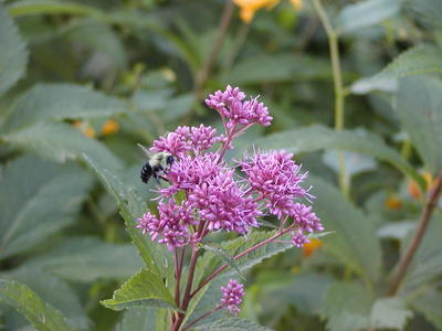 Bee-one-niner you are clear to land