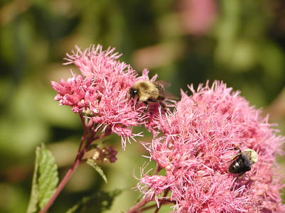 A honeybee's work is never done