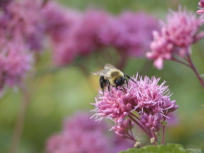 A bee's gotta do what a bee's gotta do