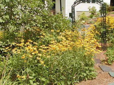 Black eyed susans