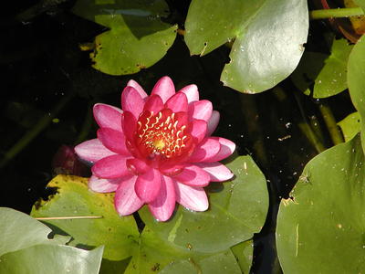 Water lily