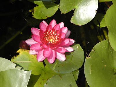 Water lily #2