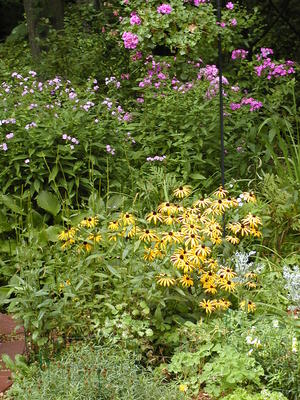 Black eyed susans #2