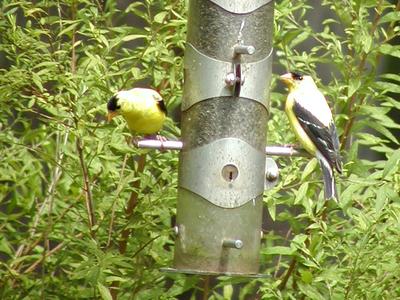 Birds at feeder