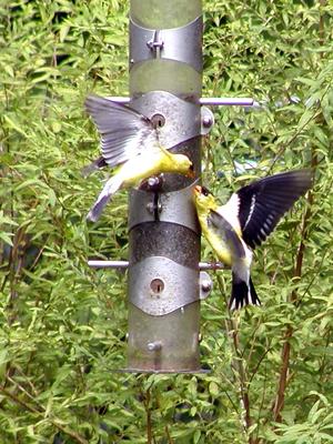 Hey, I was here first!