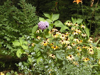 Black eyed susans #3